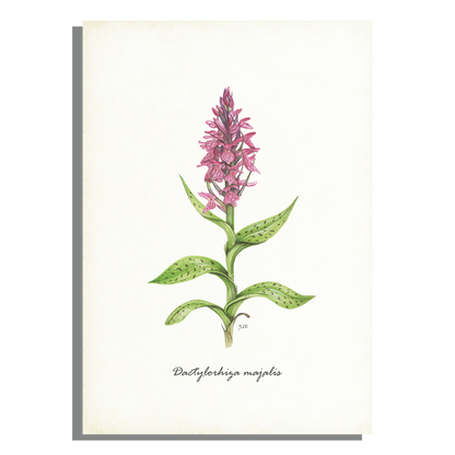 Schoolplaat "Brede orchis"