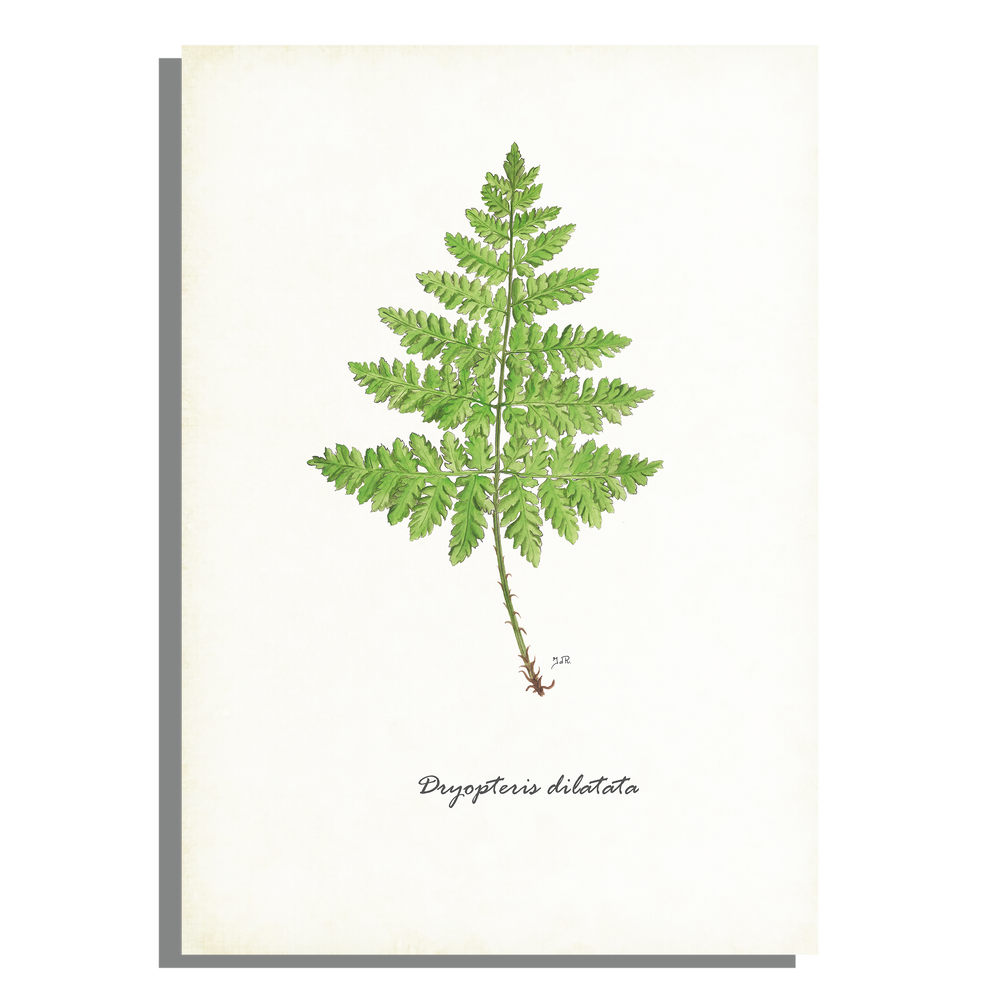 Wanddecoratie "Brede stekelvaren"