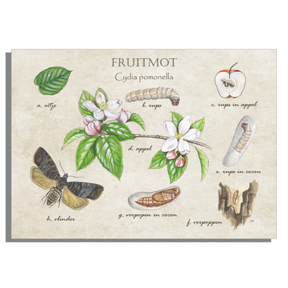 Muismat "Fruitmot, het leven van"