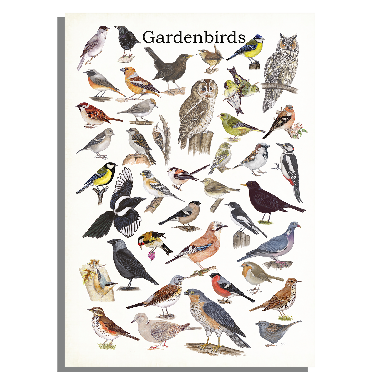 Schoolplaat "Gardenbirds"