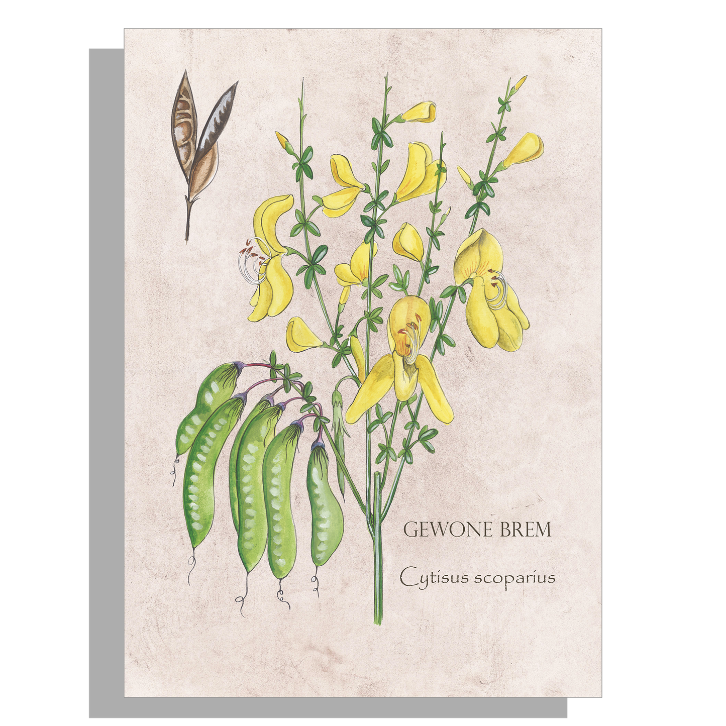 Wanddecoratie "Gewone brem"