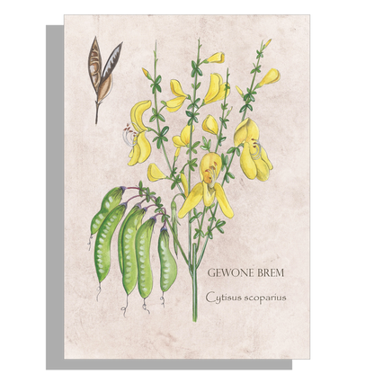 Wanddecoratie "Gewone brem"