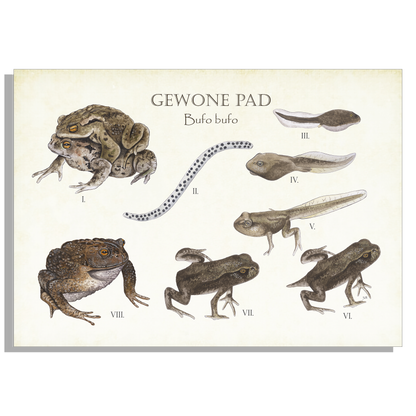 Schoolplaat "Gewone pad | Levenscyclus van ei tot pad"