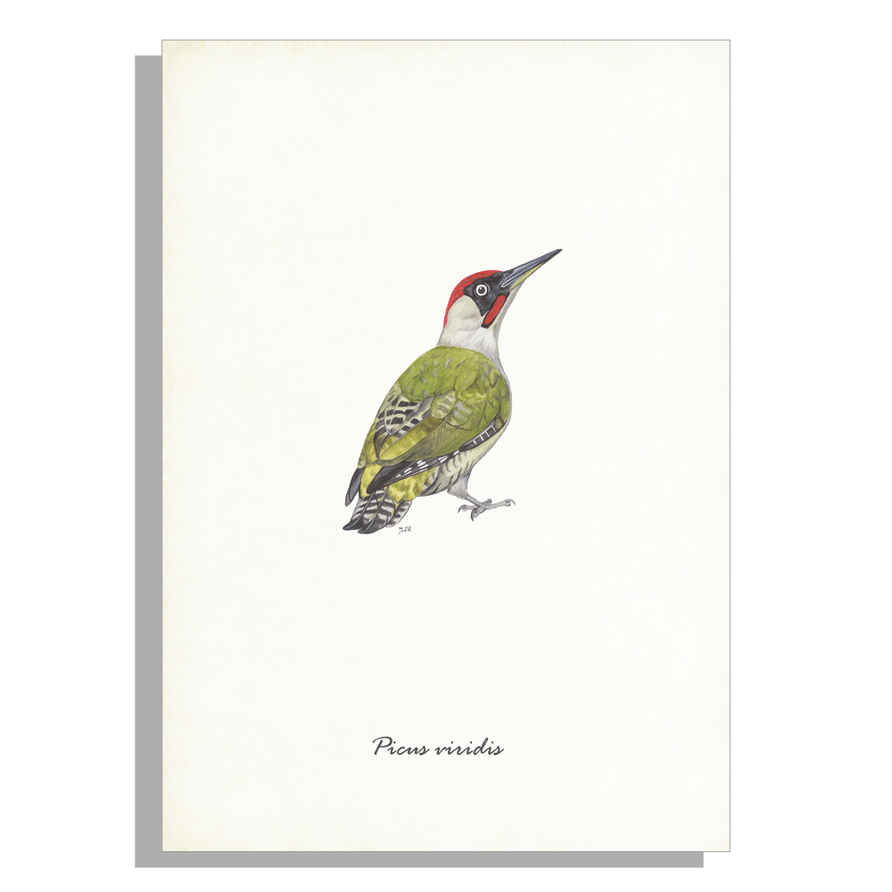 Wanddecoratie "Groene specht"