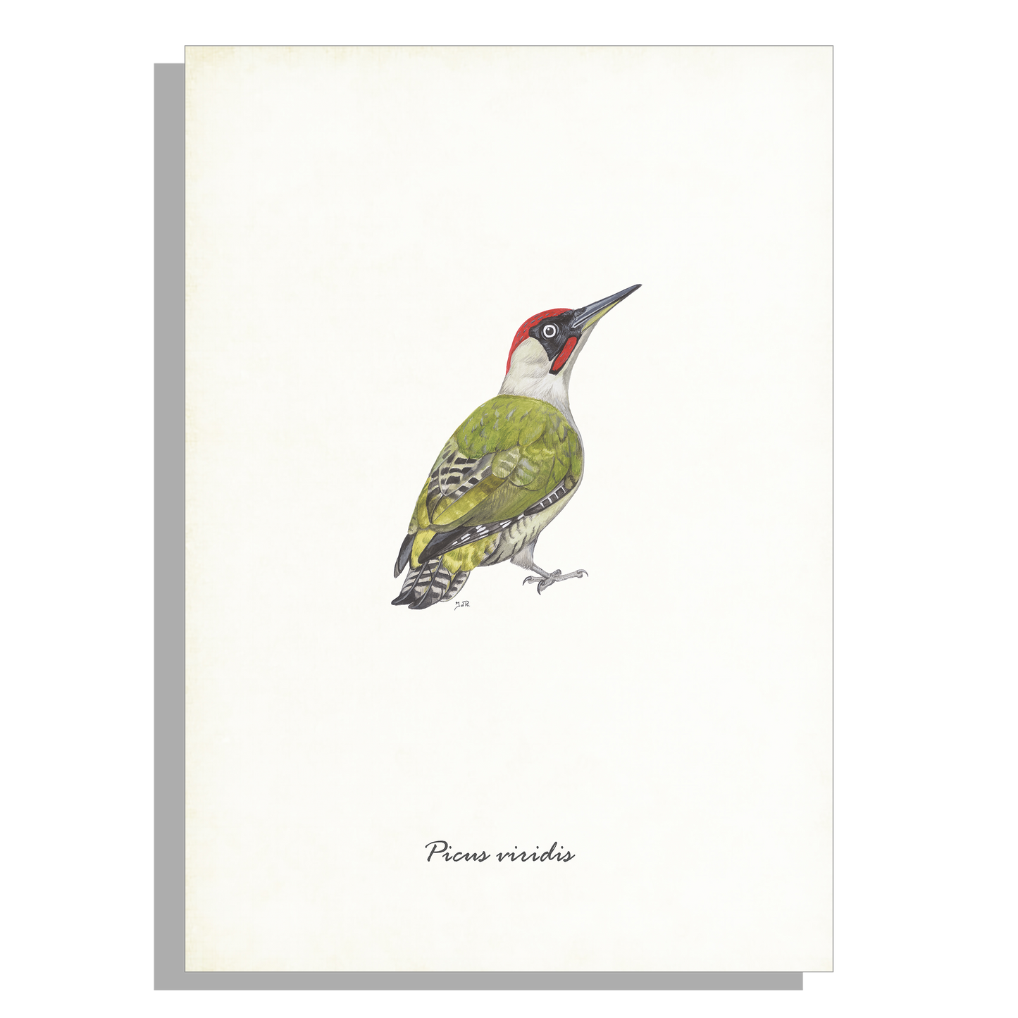 Wanddecoratie "Groene specht"