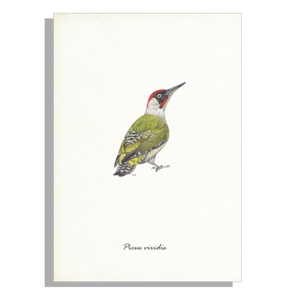Wanddecoratie "Groene specht"