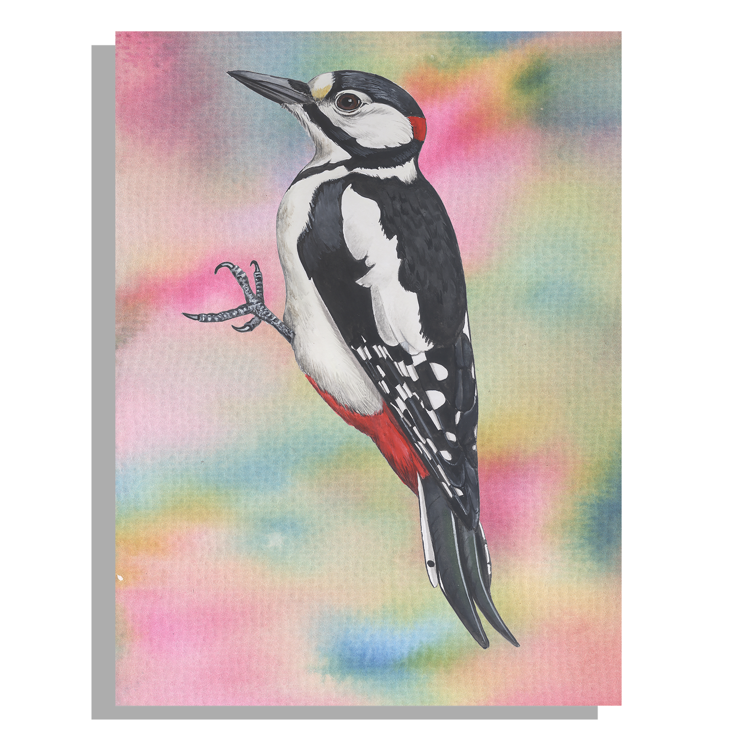 Wanddecoratie "Grote bonte specht"
