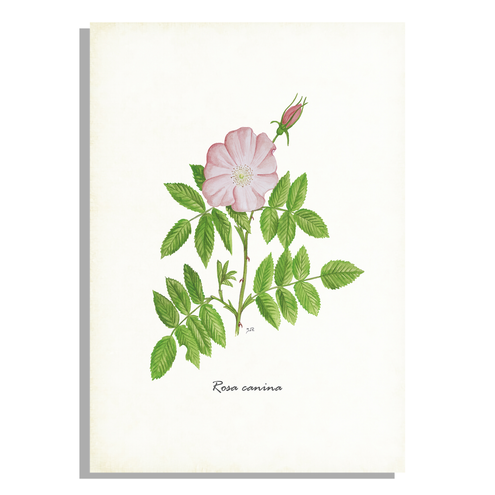 Wanddecoratie "Hondsroos"