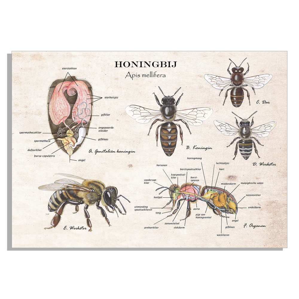 Inductieplaatbeschermer "Honingbij, anatomie koningin"
