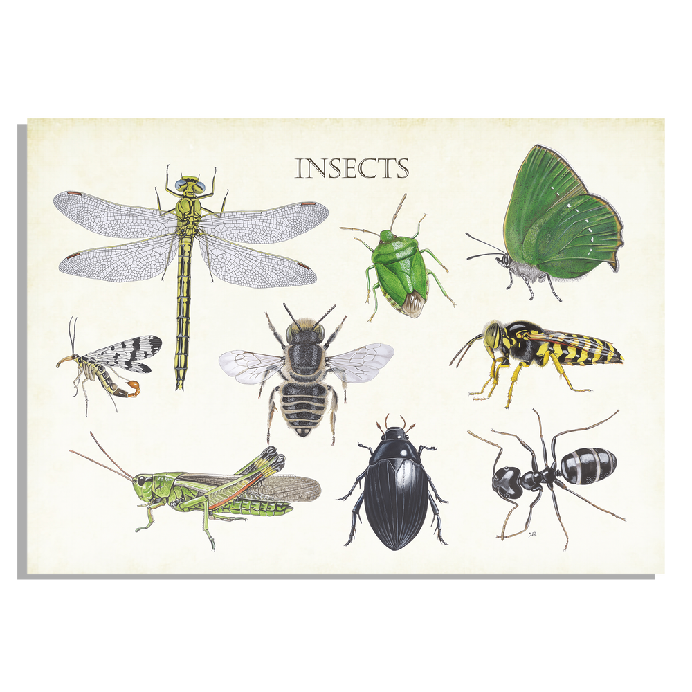 Inductieplaatbeschermer "Insects 2"