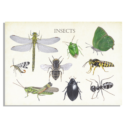 Tuinposter "Insects 2"