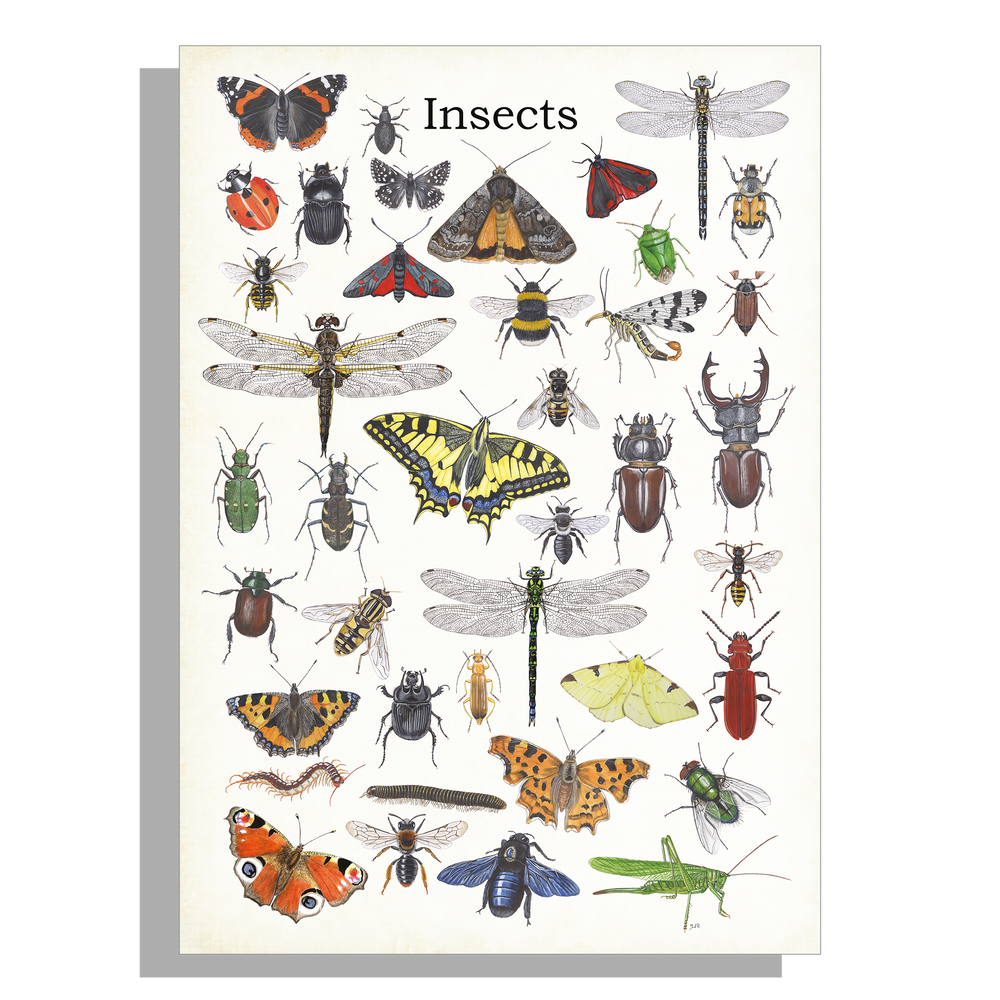 Wanddecoratie "Insects"