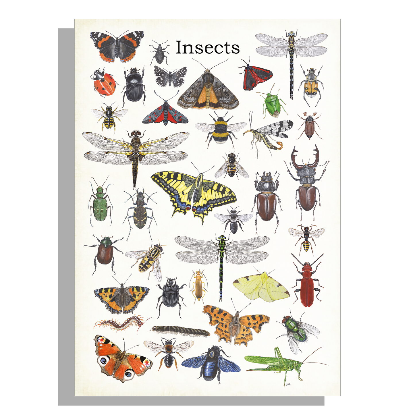 Wanddecoratie "Insects"