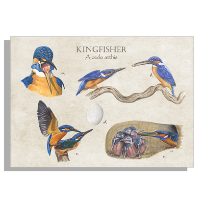 Tuinposter "Kingfisher"