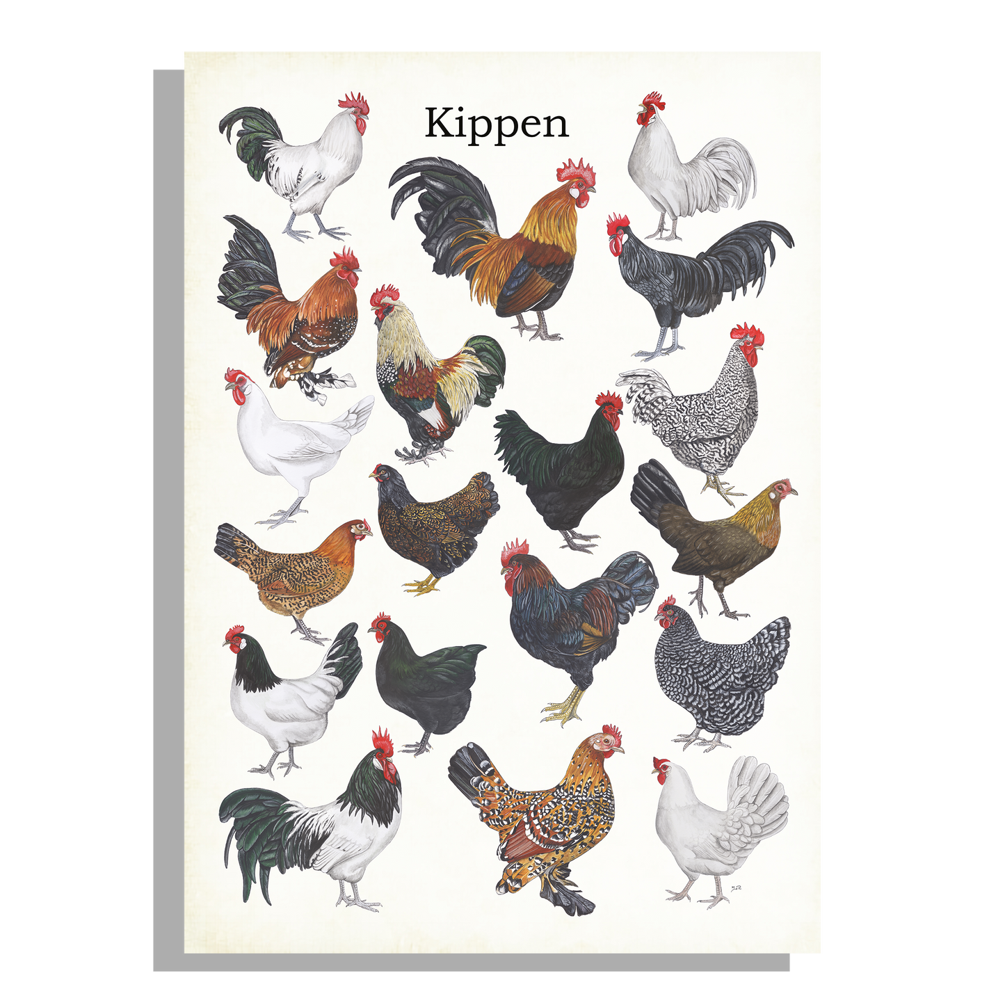 Schoolplaat "Kippen"