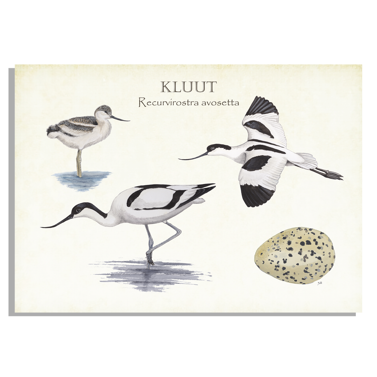 Inductieplaatbeschermer "Kluut, het leven van"