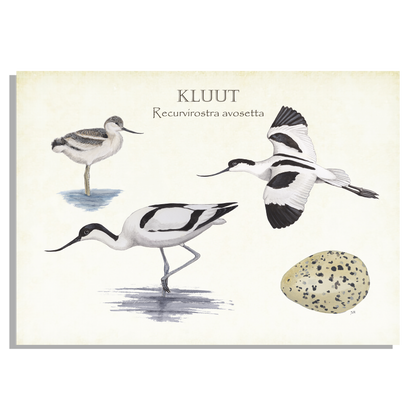 Inductieplaatbeschermer "Kluut, het leven van"
