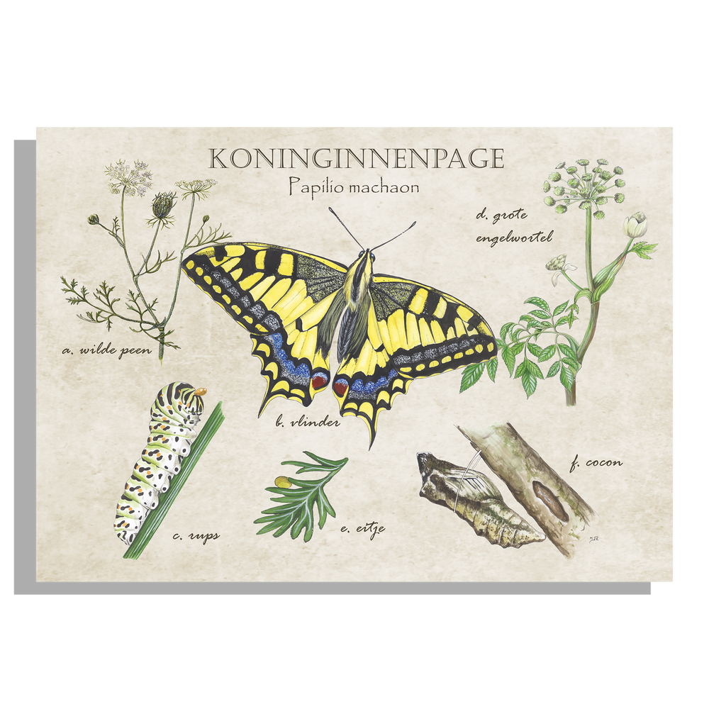 Tuinposter "Koninginnenpage, het leven van"