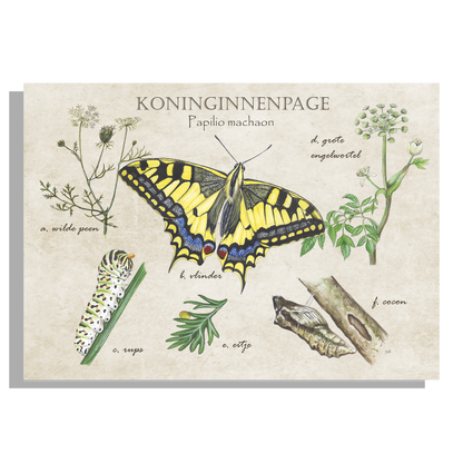 Inductieplaatbeschermer "Koninginnenpage, het leven van"