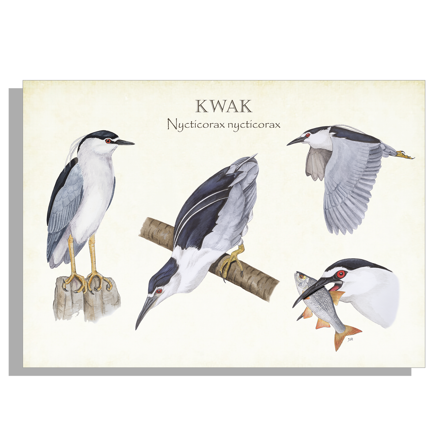 Tuinposter "Kwak, het leven van"