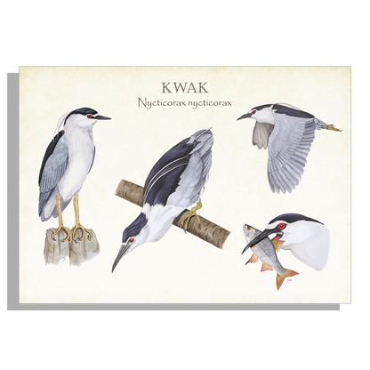 Tuinposter "Kwak, het leven van"