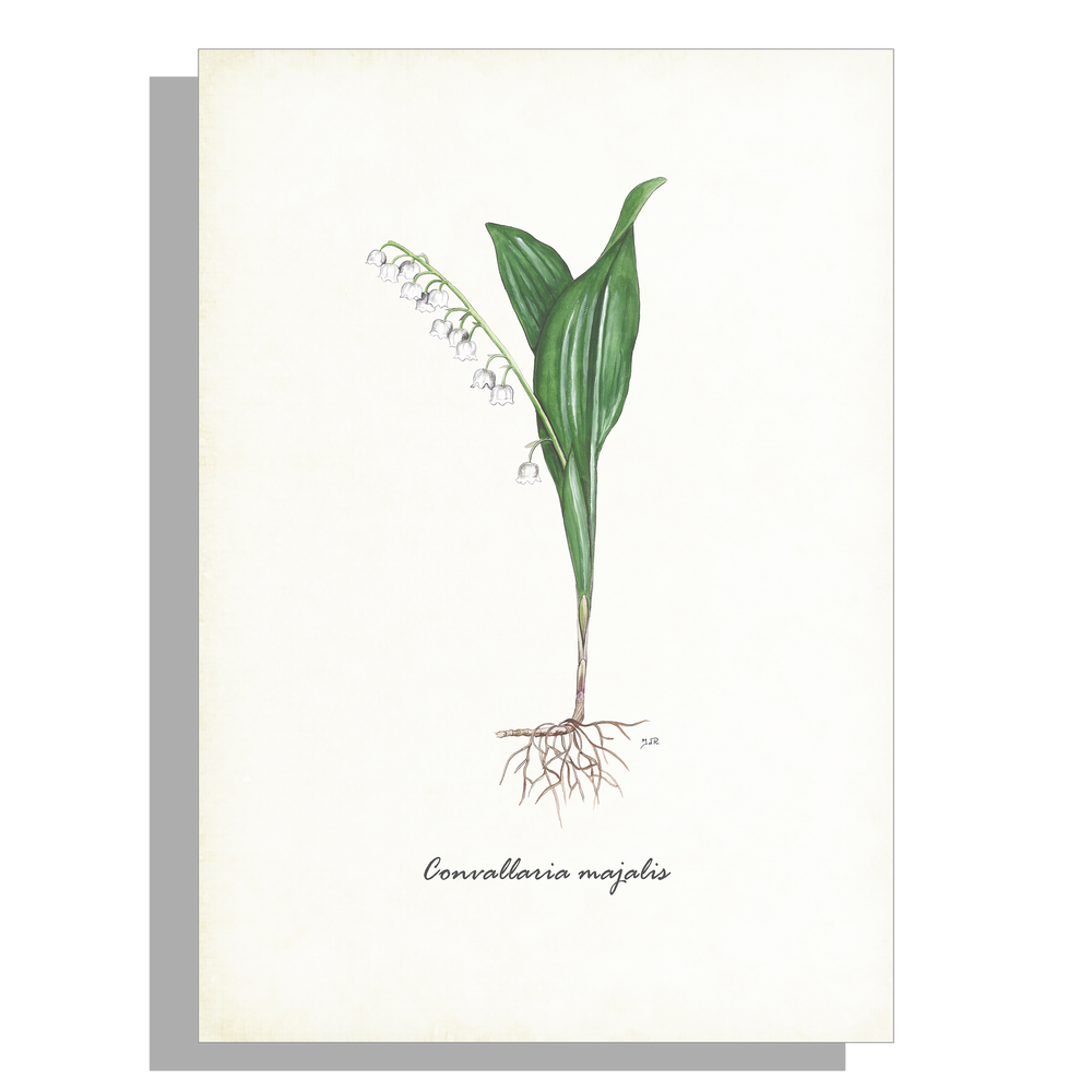Wanddecoratie "Lelietje van dalen"