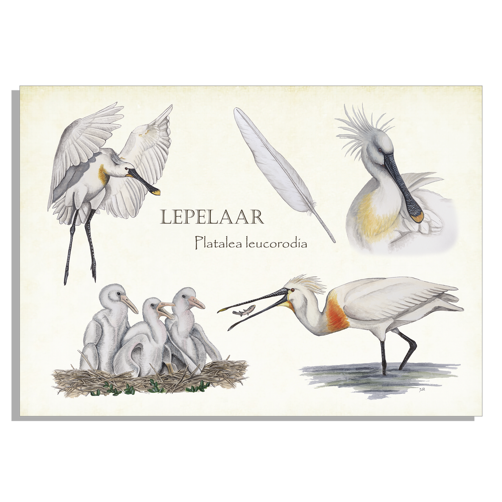 Inductieplaatbeschermer "Lepelaar, het leven van"