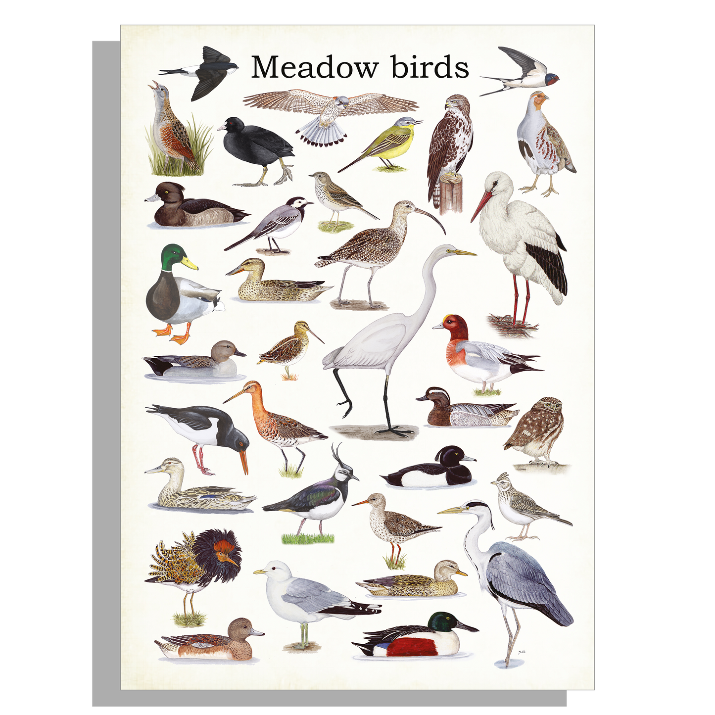 Schoolplaat "Meadow birds"