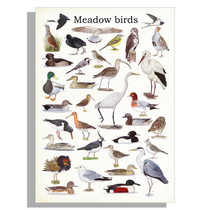 Schoolplaat "Meadow birds"