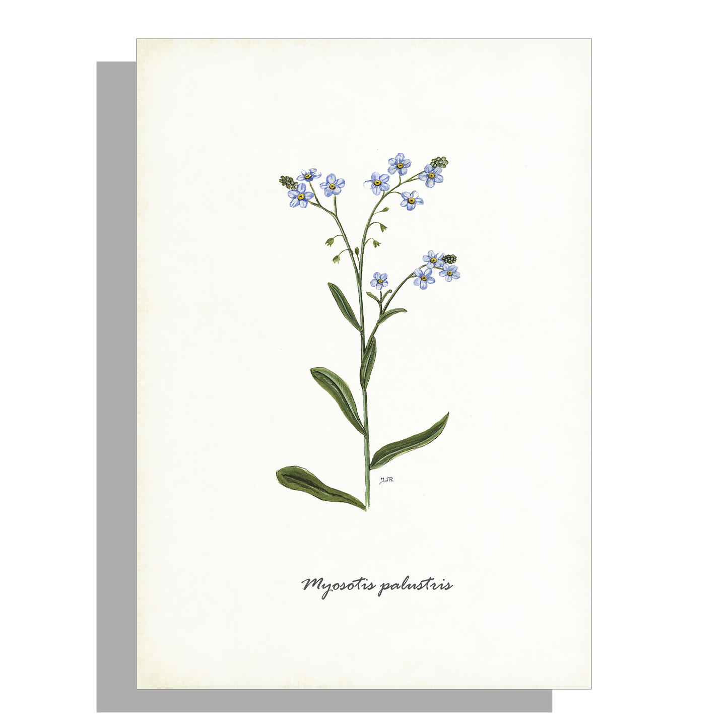 Wanddecoratie "Moerasvergeet-mij-nietje"