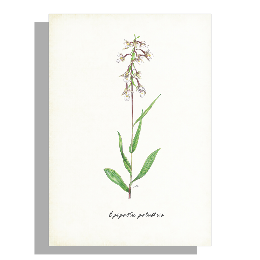 Wanddecoratie "Moeraswespenorchis"