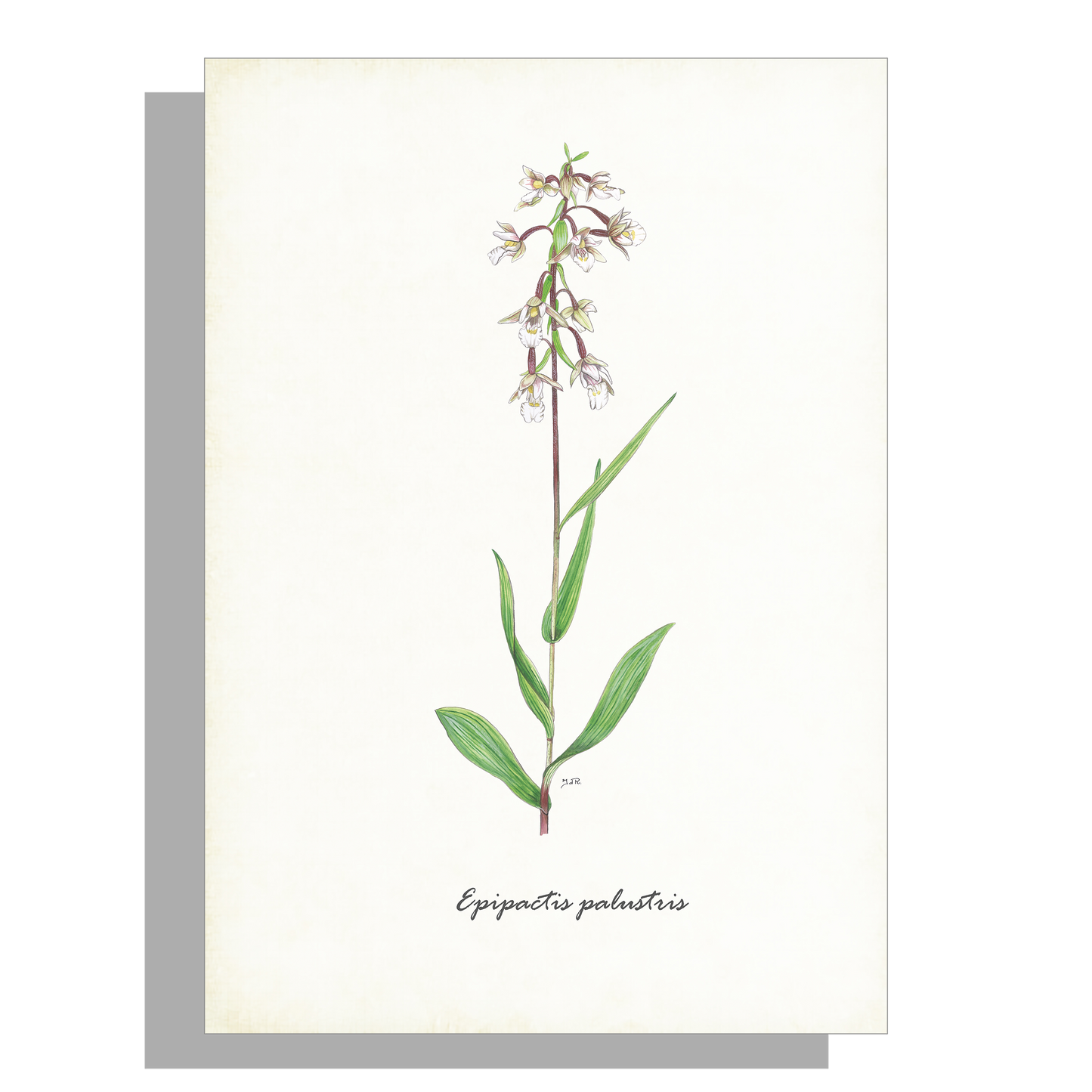 Schoolplaat "Moeraswespenorchis"