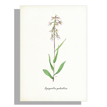 Schoolplaat "Moeraswespenorchis"