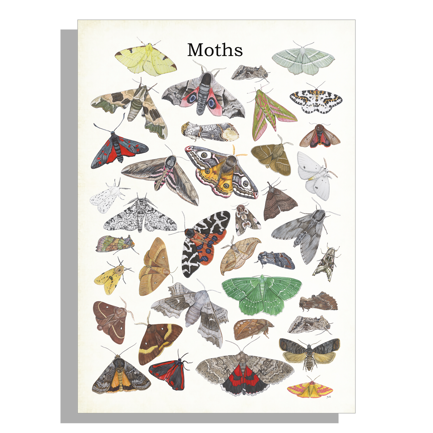 Schoolplaat "Moths"
