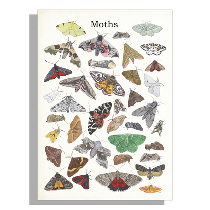 Schoolplaat "Moths"