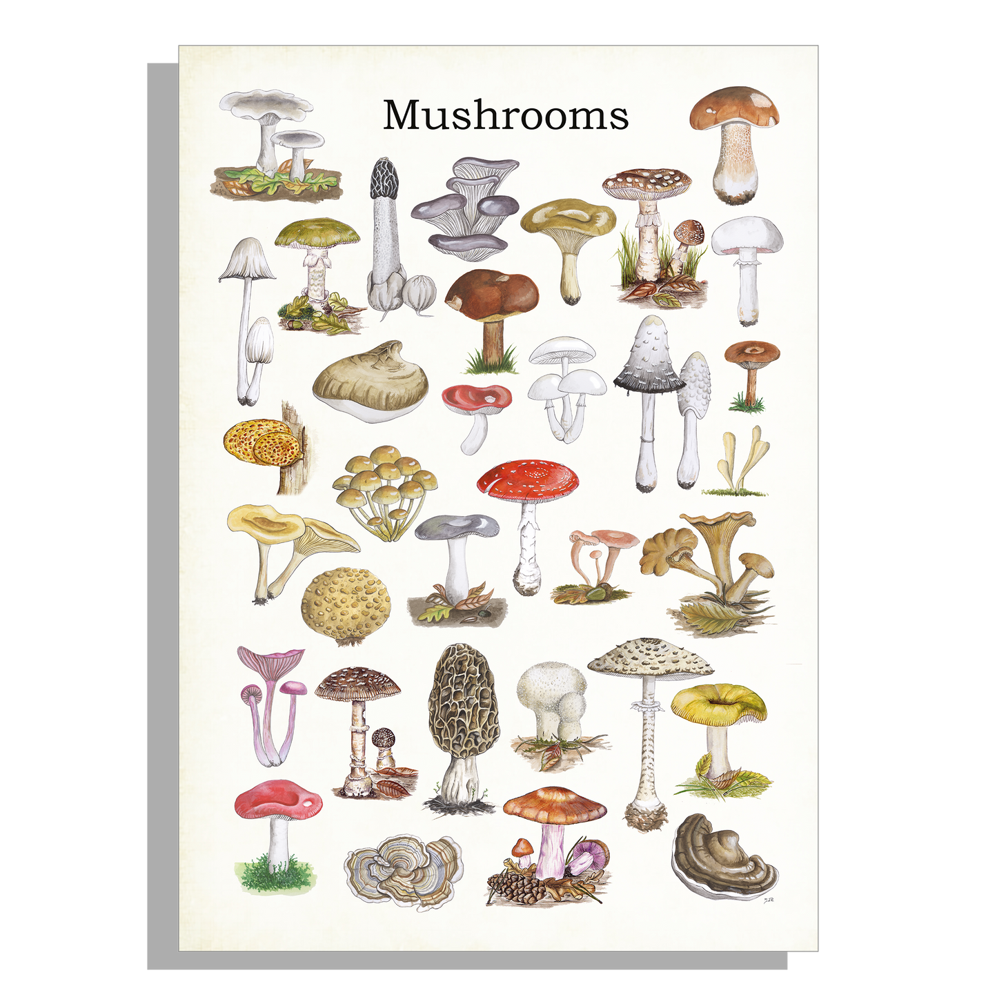 Schoolplaat "Mushrooms"