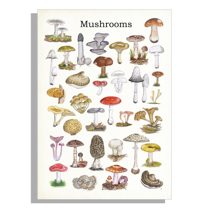 Schoolplaat "Mushrooms"