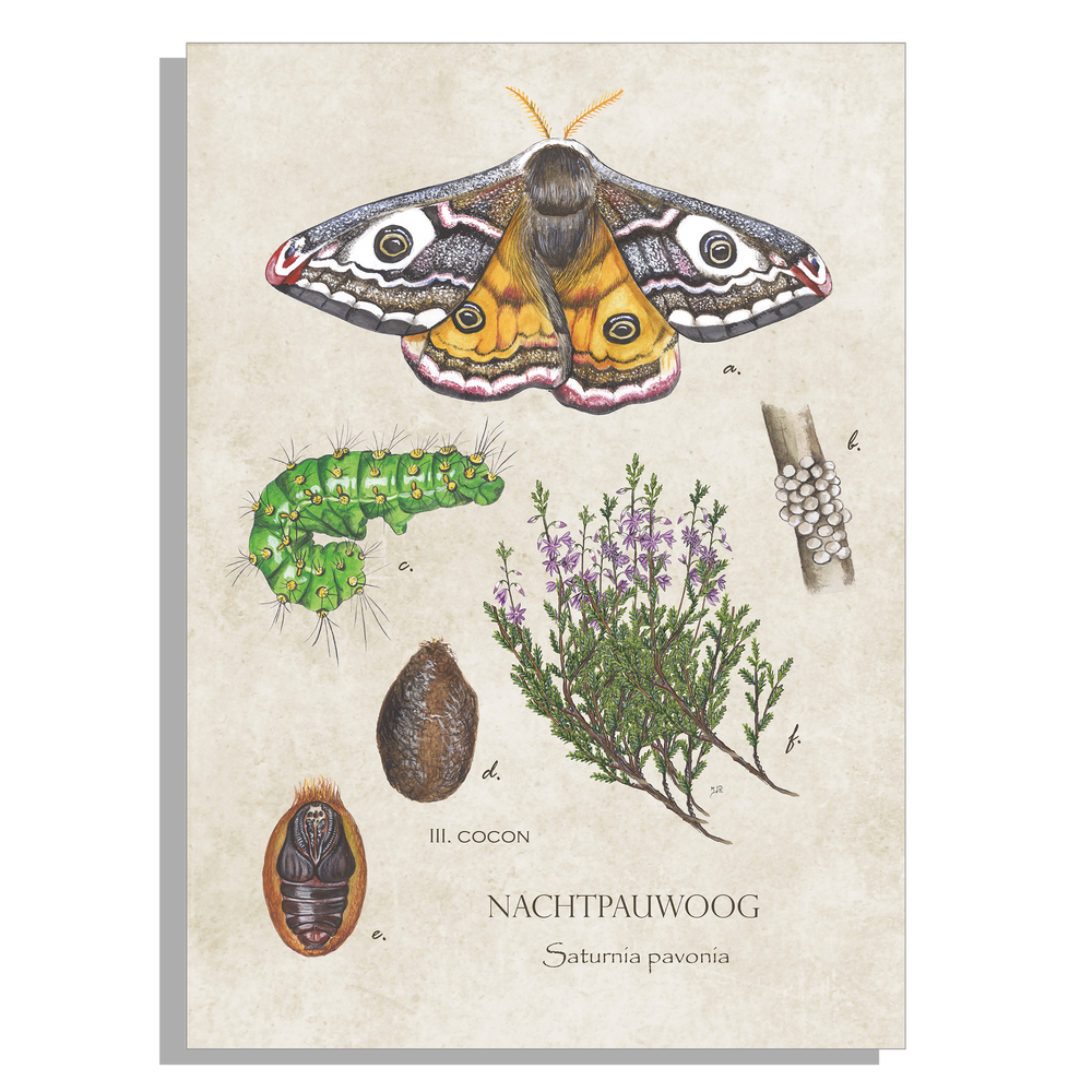 Tuinposter "Nachtpauwoog, het leven van"