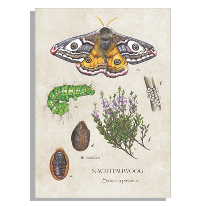 Tuinposter "Nachtpauwoog, het leven van"