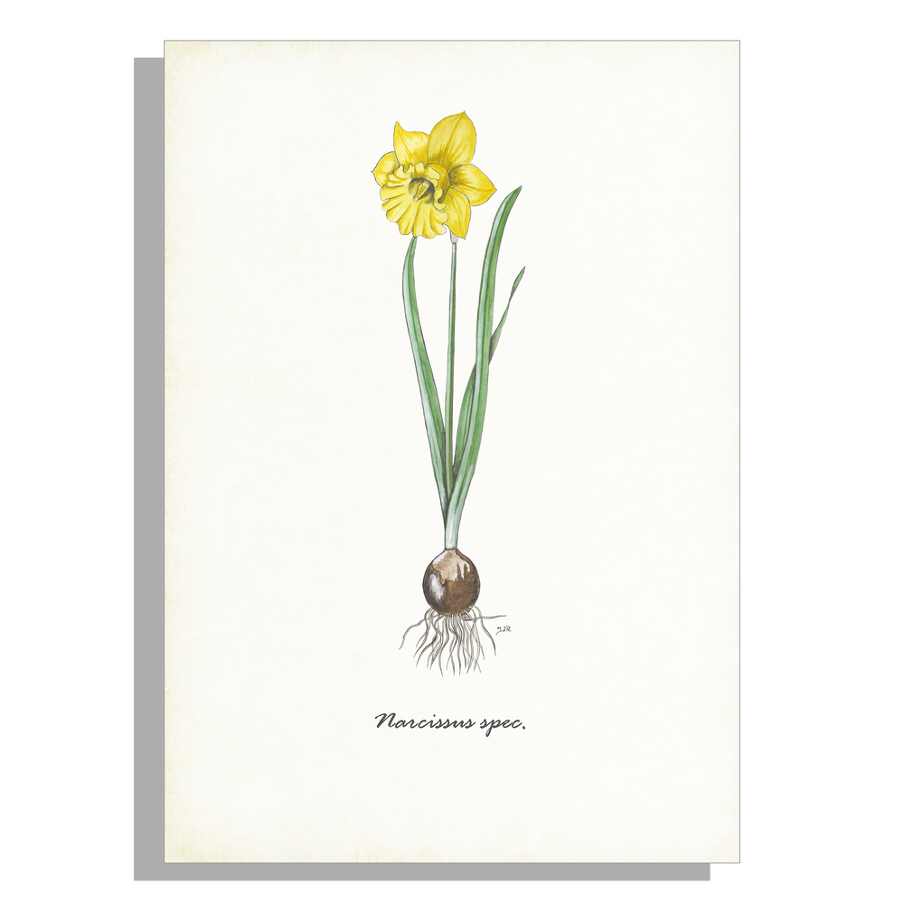 Wanddecoratie "Narcis"