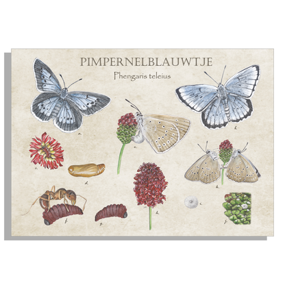 Muismat "Pimpernelblauwtje, het leven van"