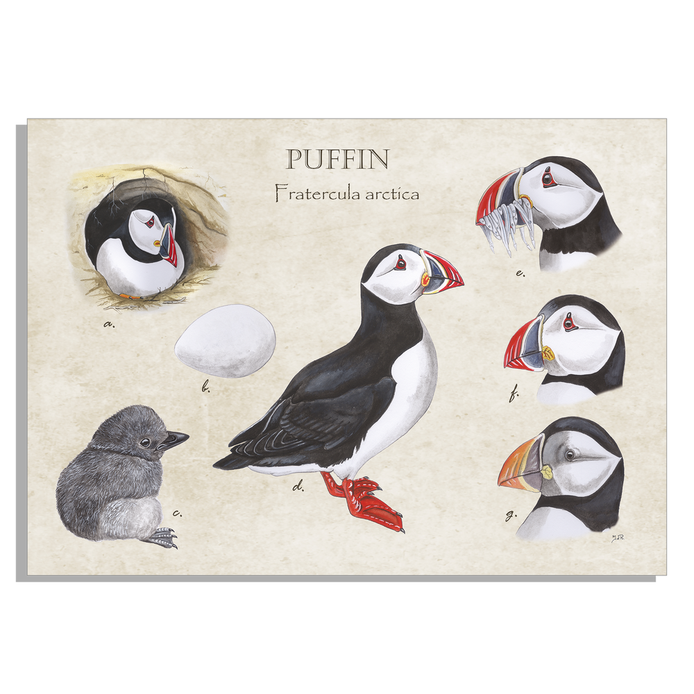 Muismat "Puffin"