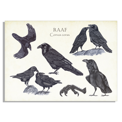 Wanddecoratie "Raaf, het leven van"