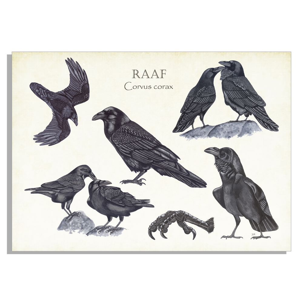 Tuinposter "Raaf, het leven van"