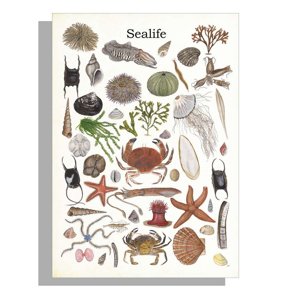 Wanddecoratie "Sealife 2"