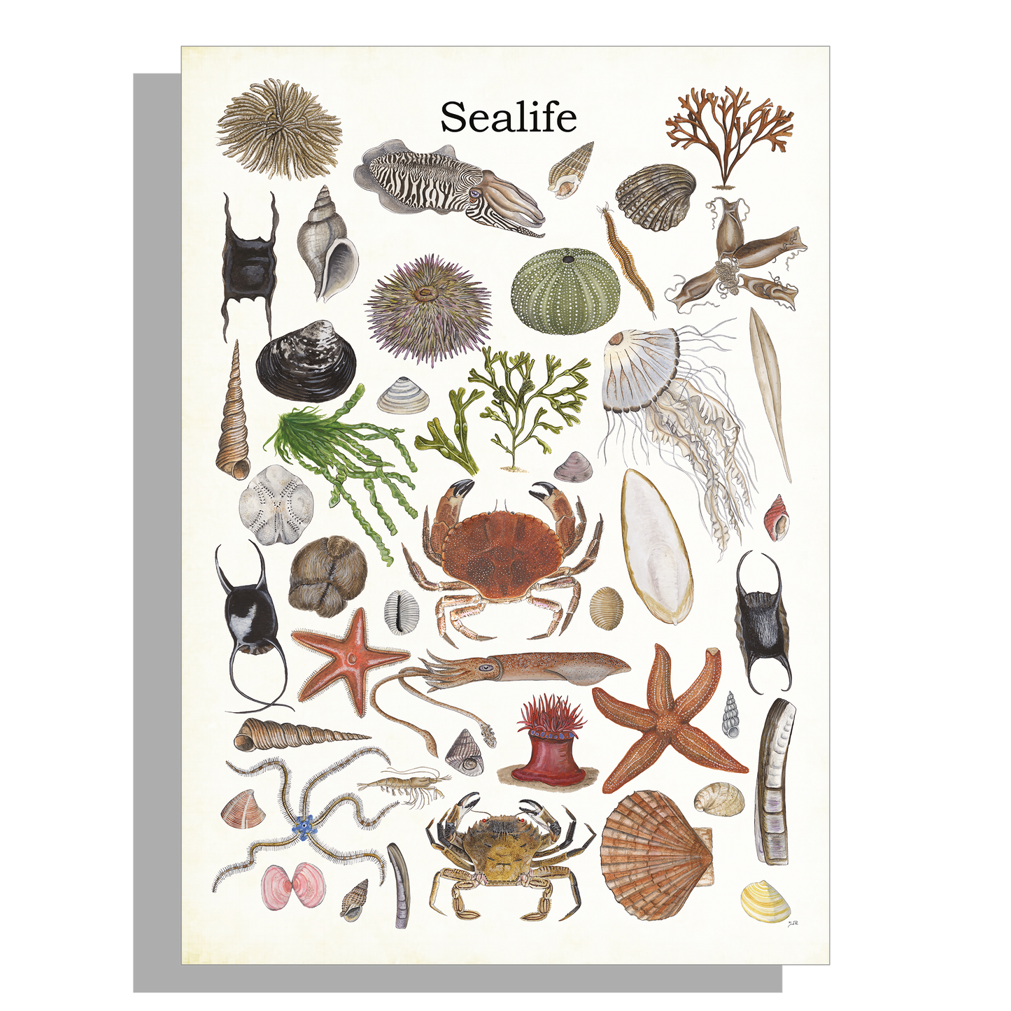 Wanddecoratie "Sealife 2"