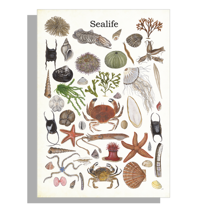 Wanddecoratie "Sealife 2"