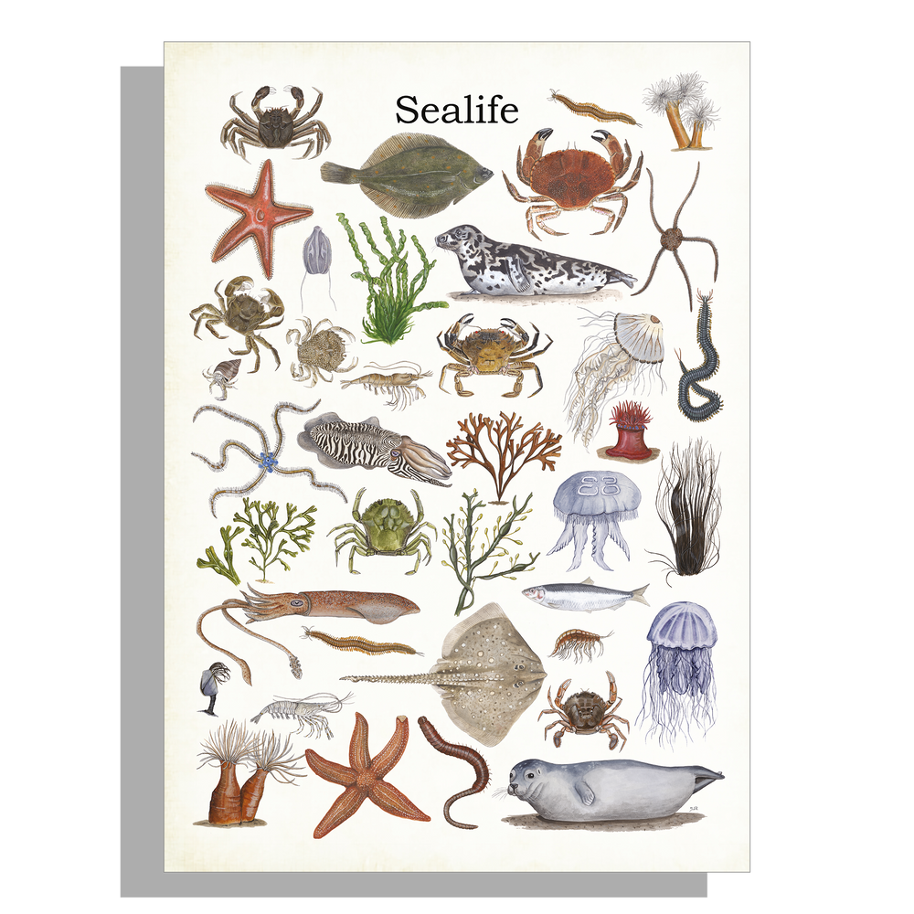 Wanddecoratie "Sealife"