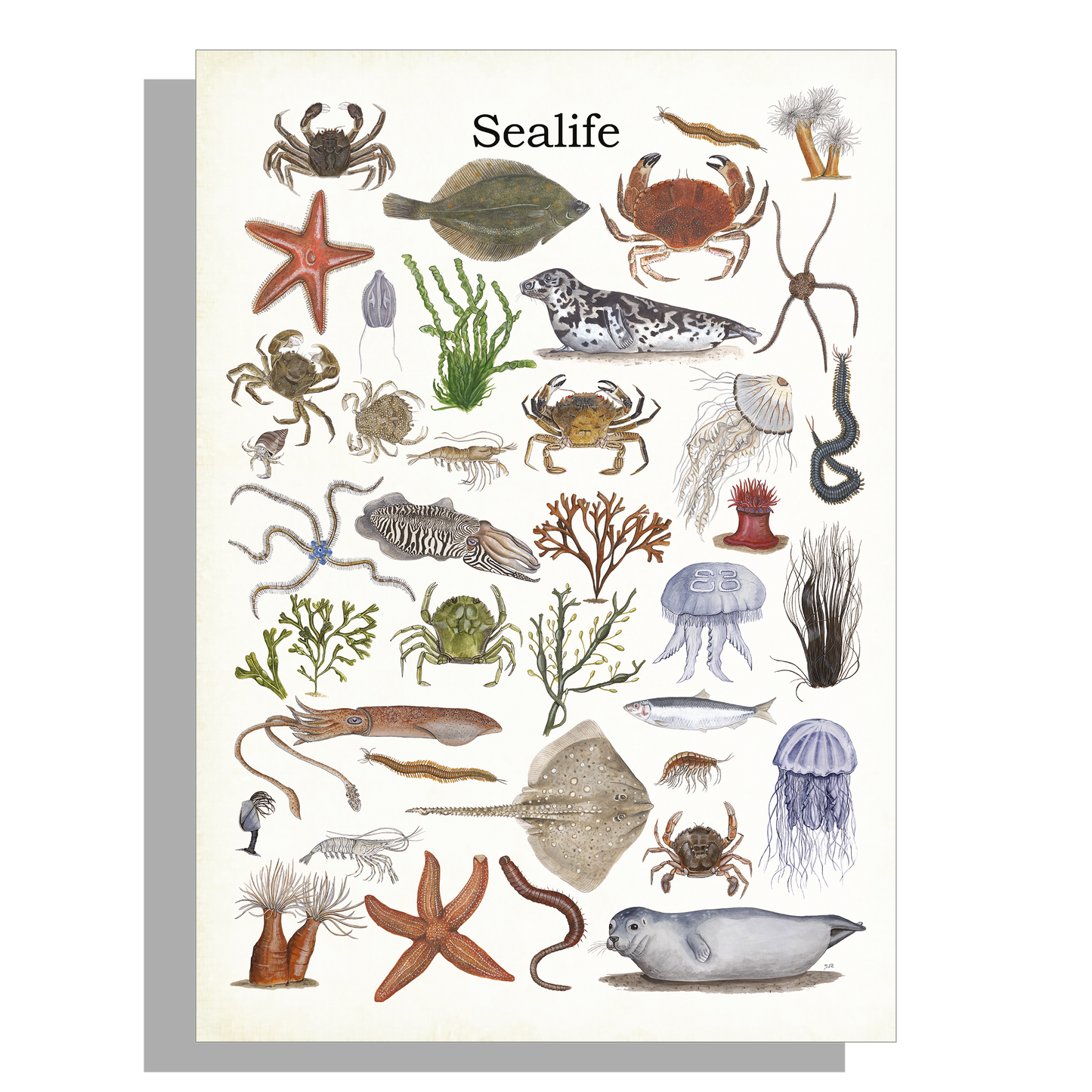 Wanddecoratie "Sealife"
