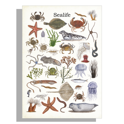 Wanddecoratie "Sealife"